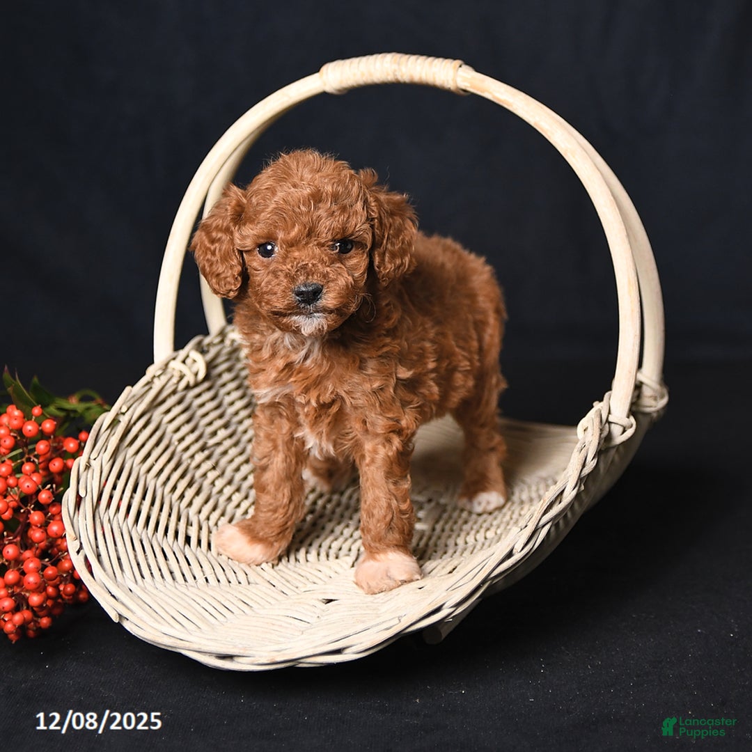 Toy Poodle dogs for sale: Tiny Everest - Ad 3