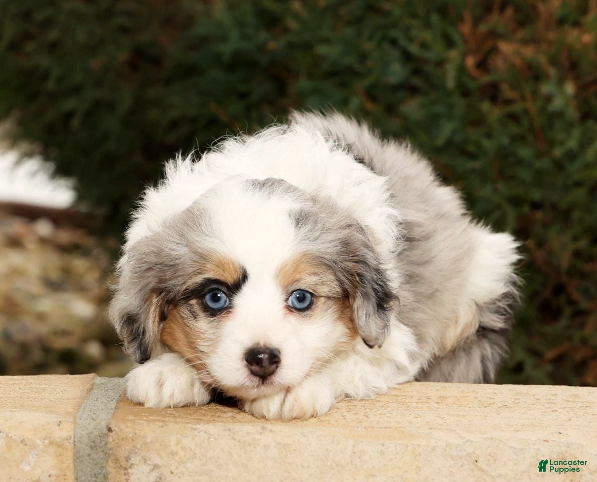 Mini Aussiedoodle dogs Winnie - Ad 2