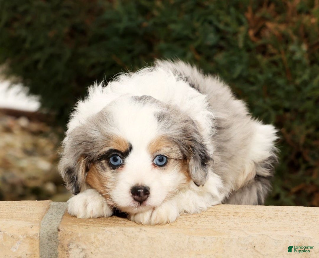 Mini Aussiedoodle dogs for sale: Winnie - Ad 2