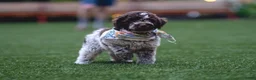 Lagotto Romagnolo dogs for sale: Red collar male - Ad 5