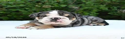 English Bulldog dogs for sale: Serenity - Ad 2
