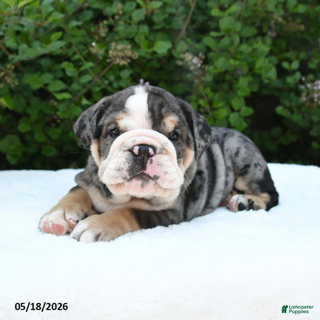 English Bulldog dogs for sale: Serenity - Ad 2