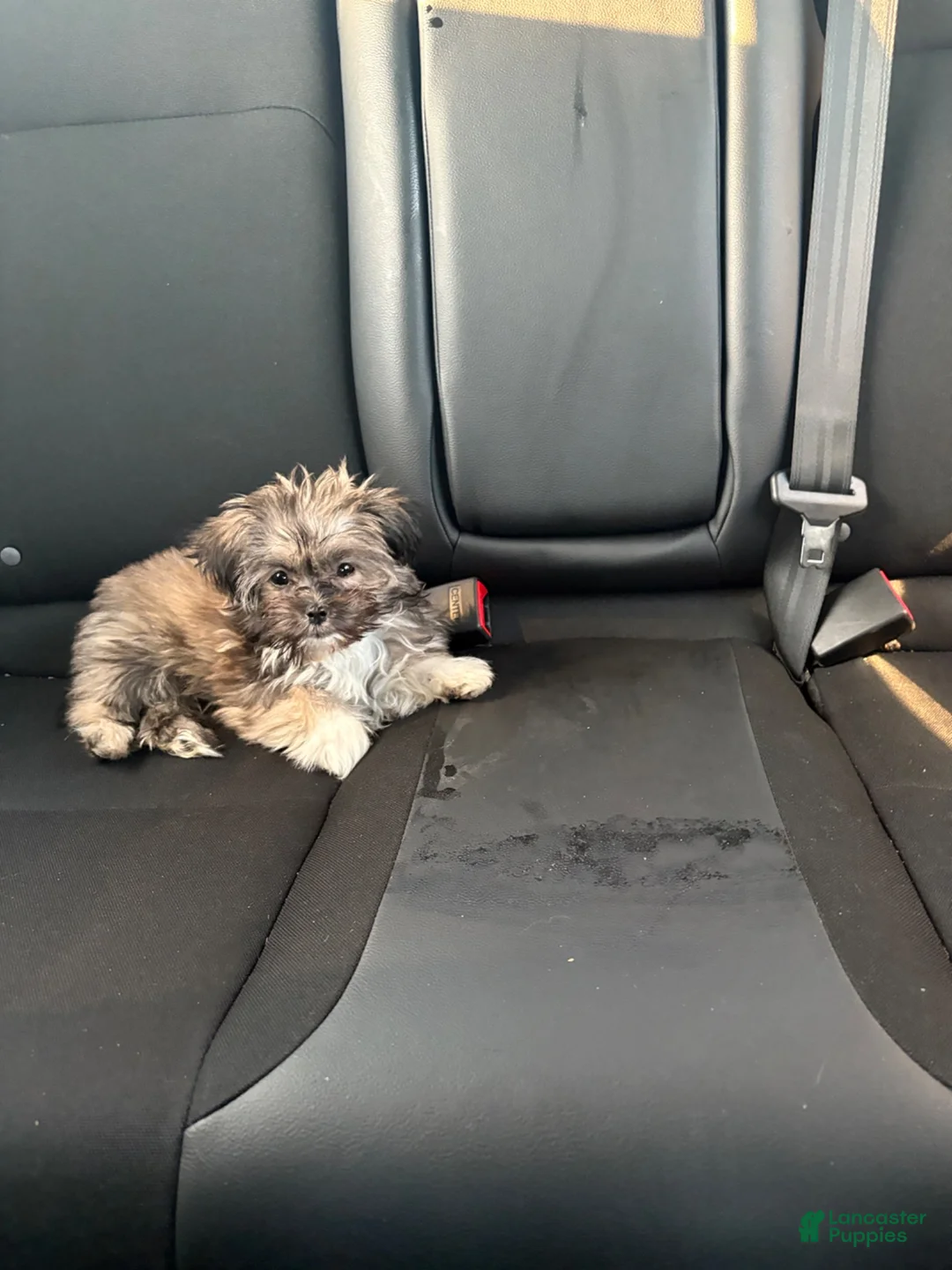 Mixed Breed dogs for sale: Mixed Breed 3 - Ad 2