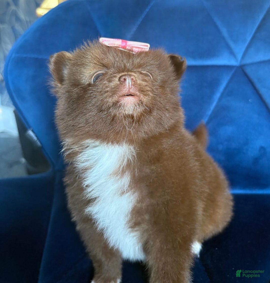 Pomeranian dogs for sale: Maya - Ad 1