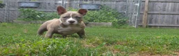 American Bully dogs for sale: Buffalo Bill - Ad 9