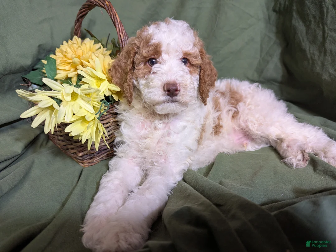 Mixed Breed dogs for sale: Prince - Ad 5