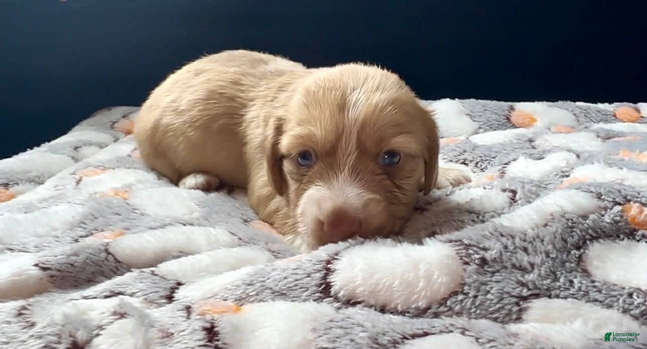 Miniature Dachshund dogs Miniature Dachshund Puppy 1 - Ad 2