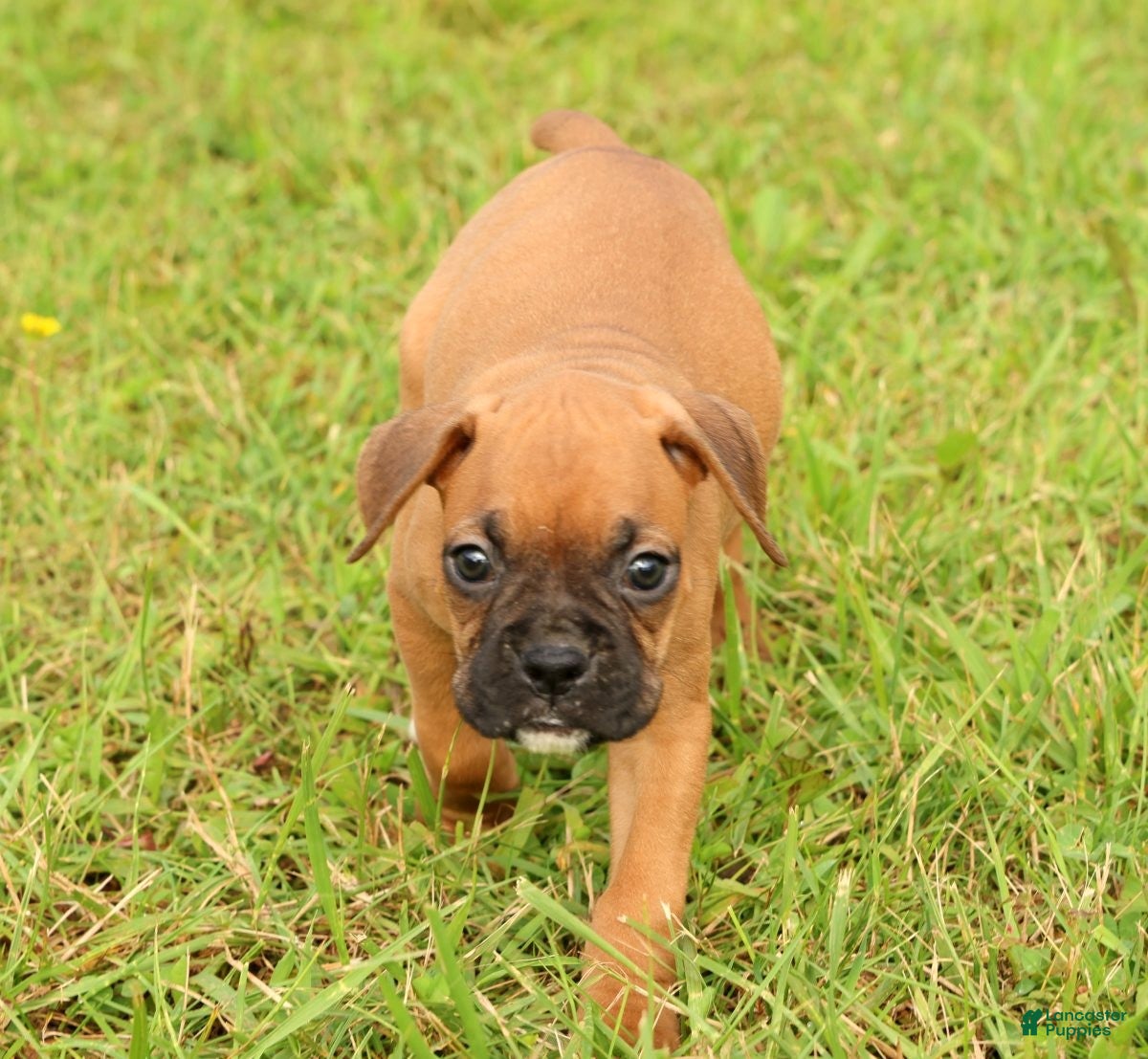 Boxer dogs Rover - Ad 2