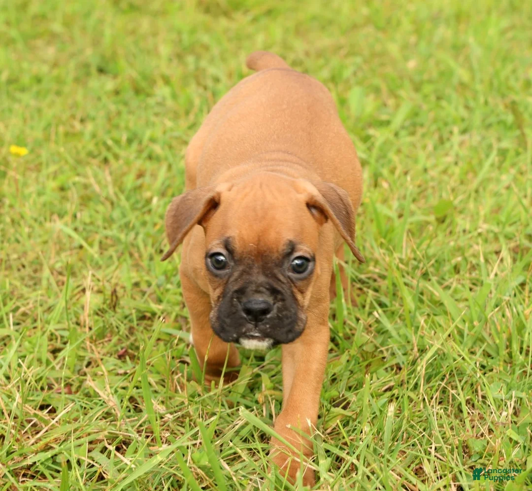 Boxer dogs for sale: Rover - Ad 2