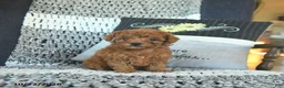 Toy Poodle dogs for sale: Lacey  - Ad 1