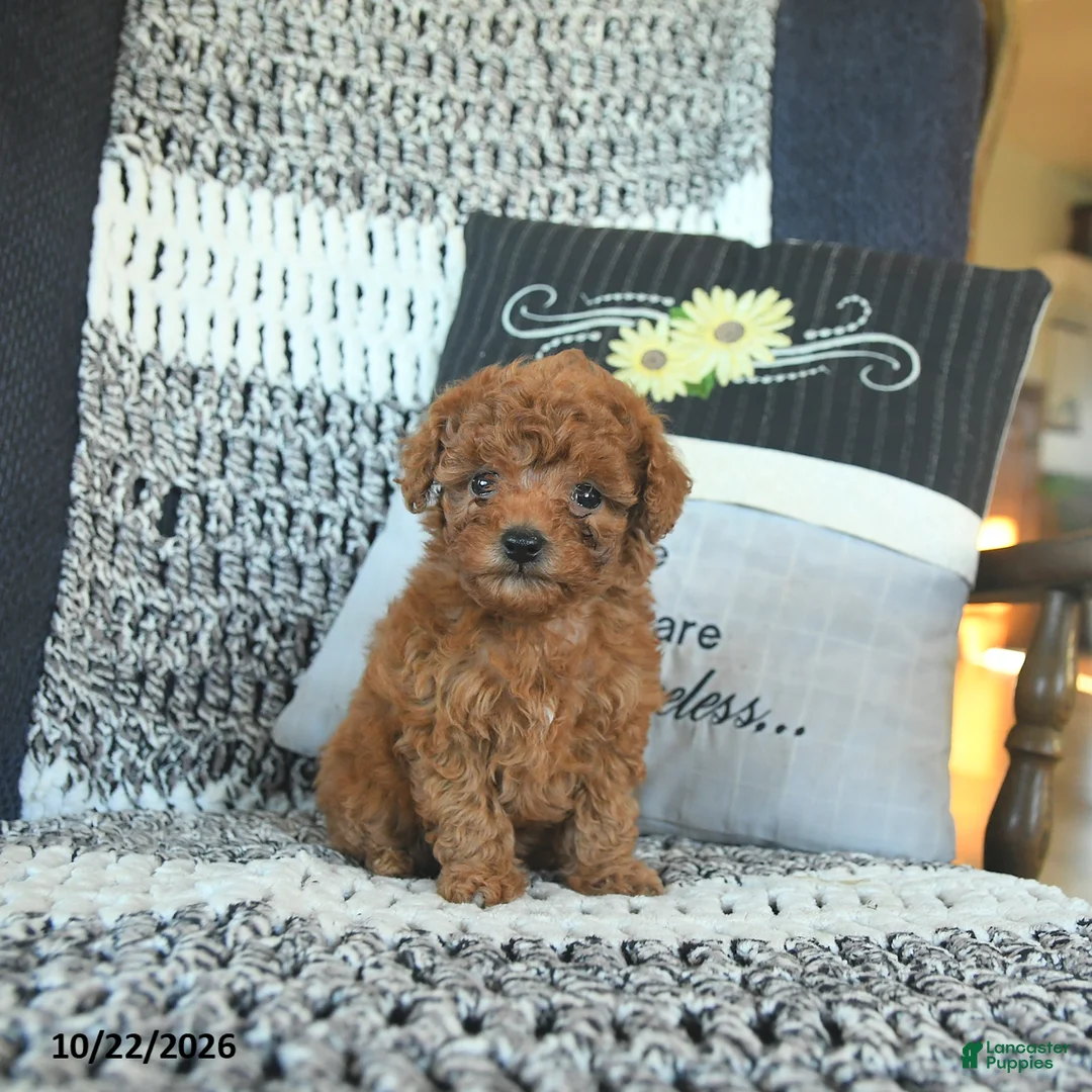 Toy Poodle dogs for sale: Lacey  - Ad 1