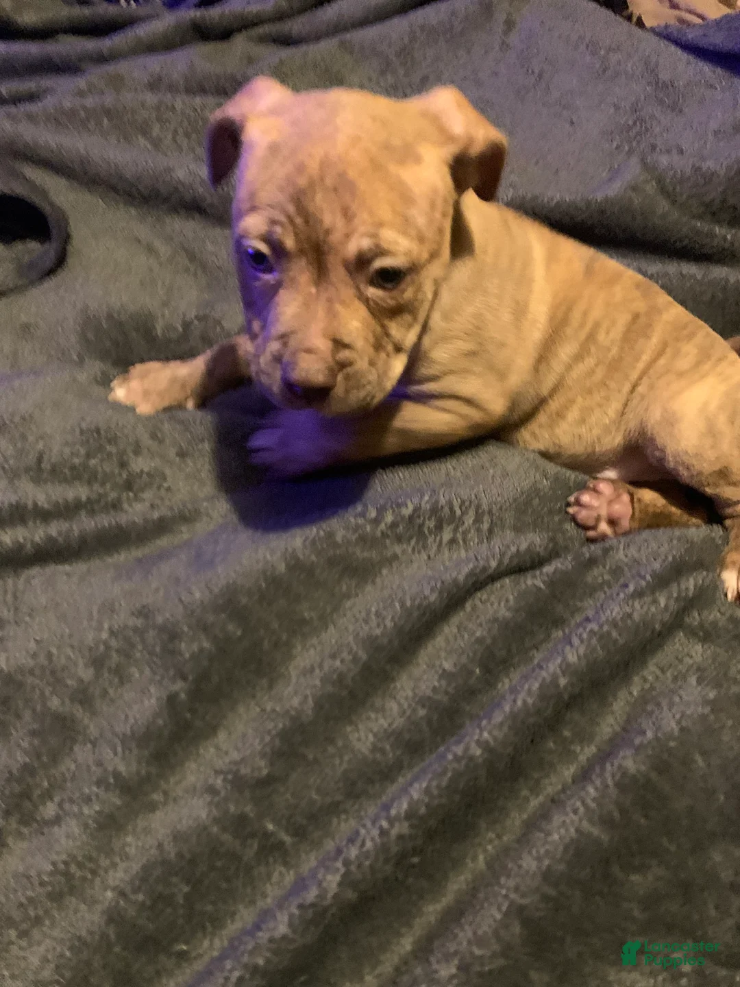 American Pit Bull Terrier dogs for sale: American Pit Bull Terrier Puppy 1 - Ad 3