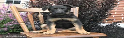 German Shepherd dogs for sale: Karina - Ad 2