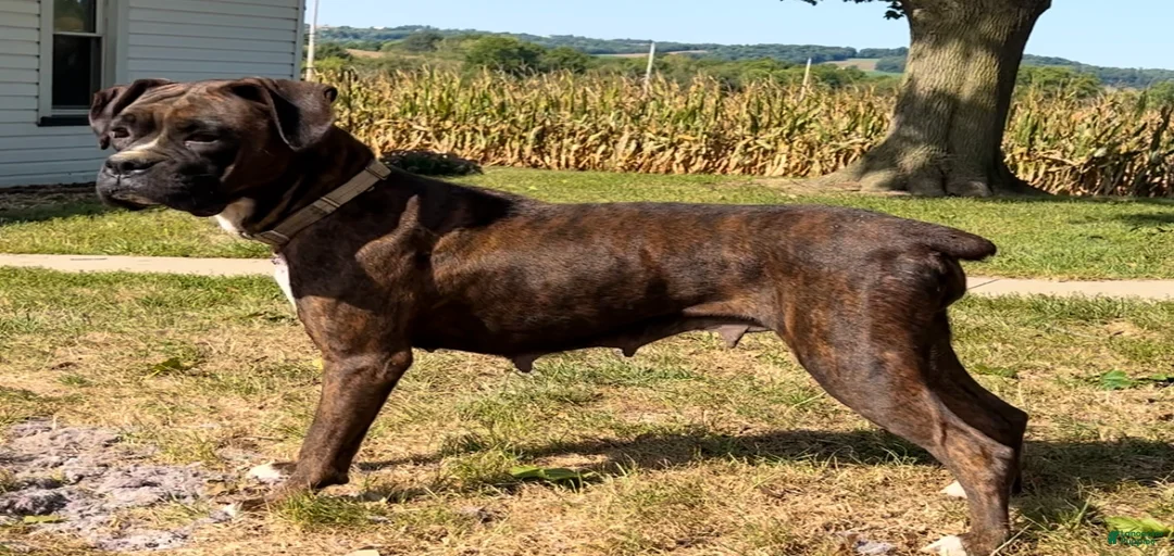 Gallery Image {{count}}