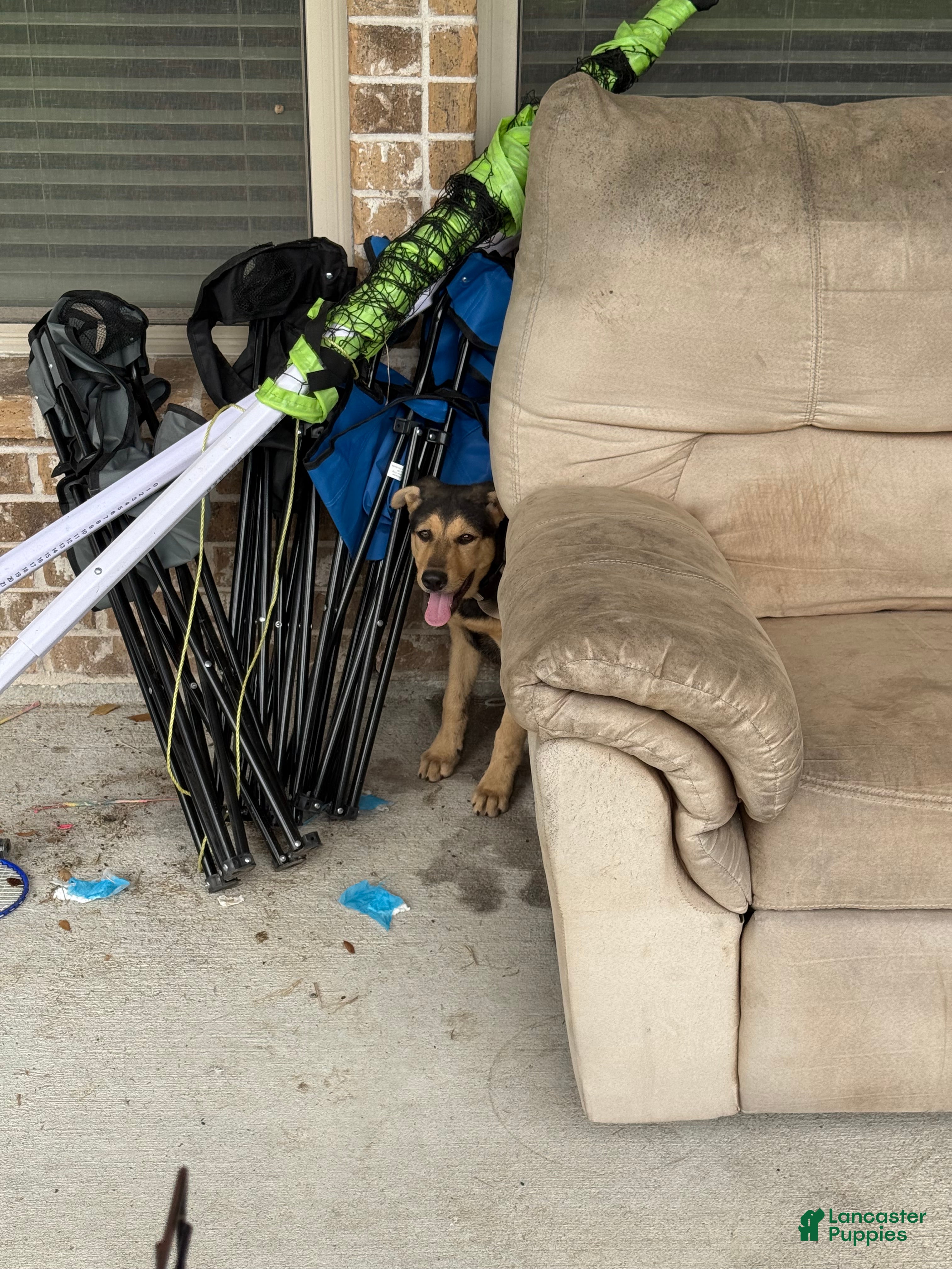 Sheprador dogs Sheprador Puppy 2 - Ad 1