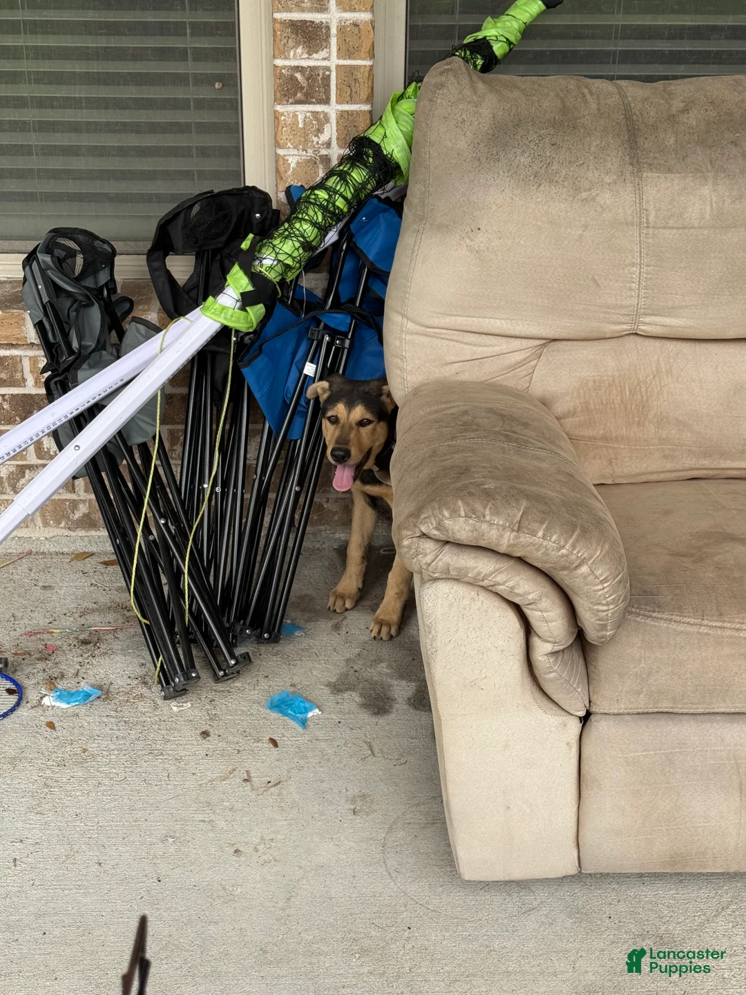 Sheprador dogs for sale: Sheprador Puppy 2 - Ad 1