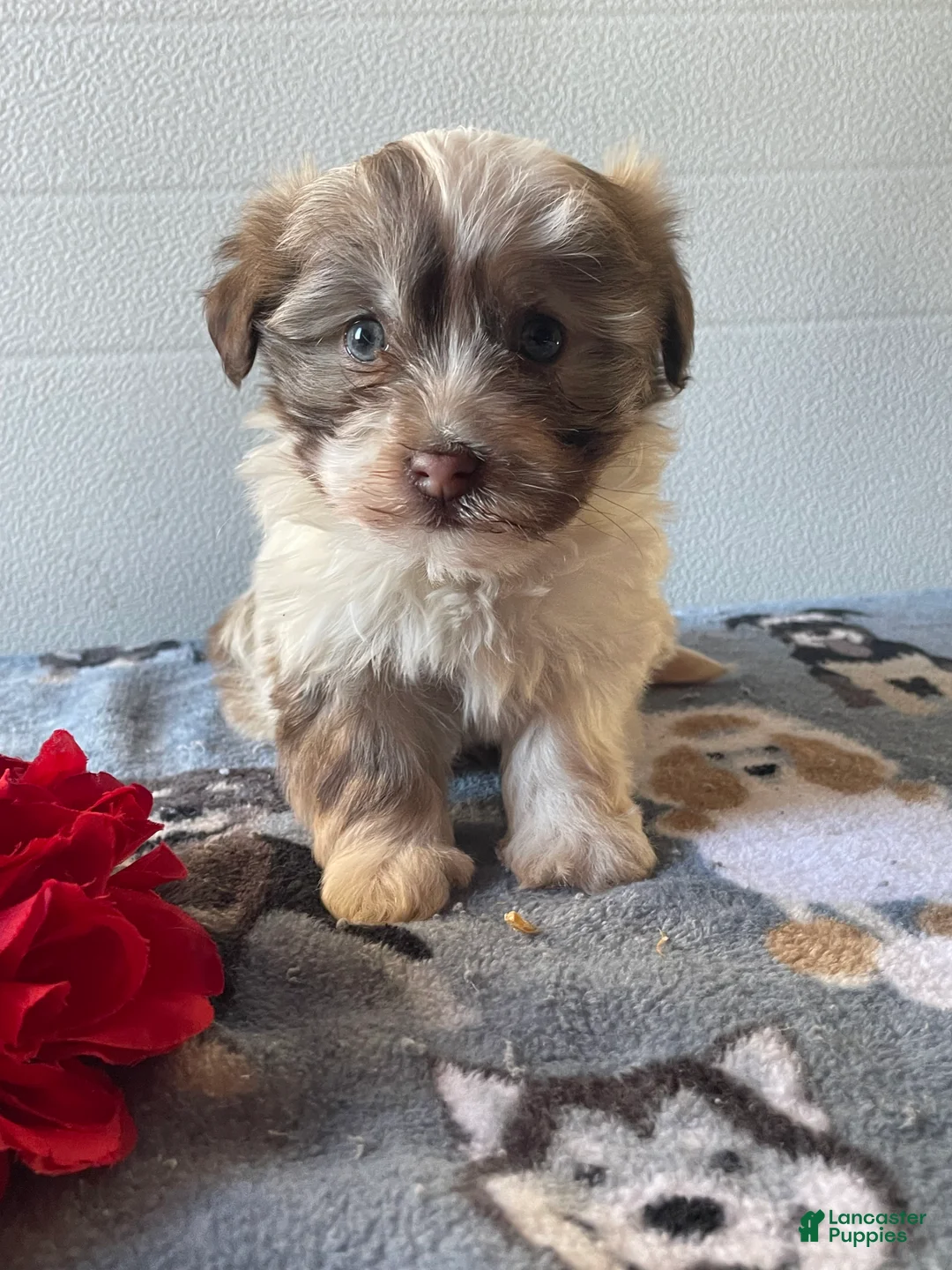 Havanese dogs for sale: Harry - Ad 4