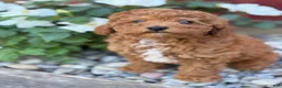 Toy Poodle dogs for sale: Pepper - Ad 13