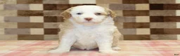 Mini Bernedoodle dogs for sale: Hanna - Ad 3