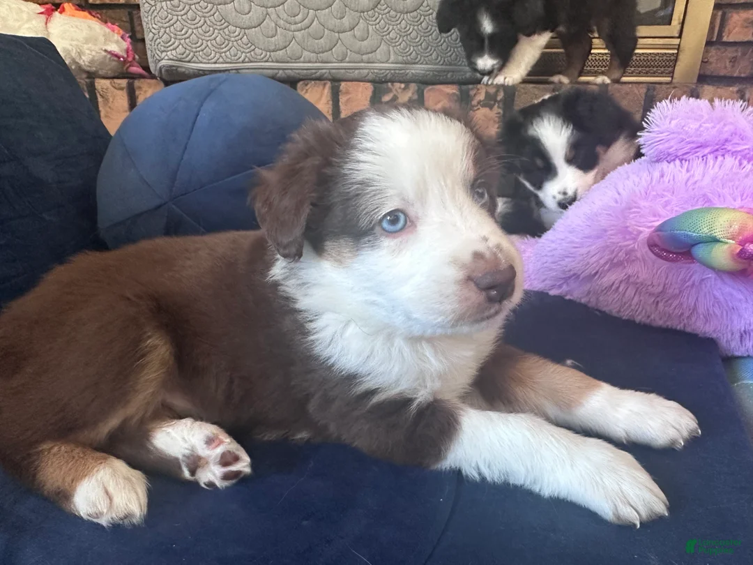Australian Shepherd dogs for sale: Bear - Ad 2