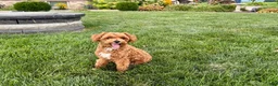Maltipoo dogs for sale: Maltipoo Puppy 4 male  - Ad 6