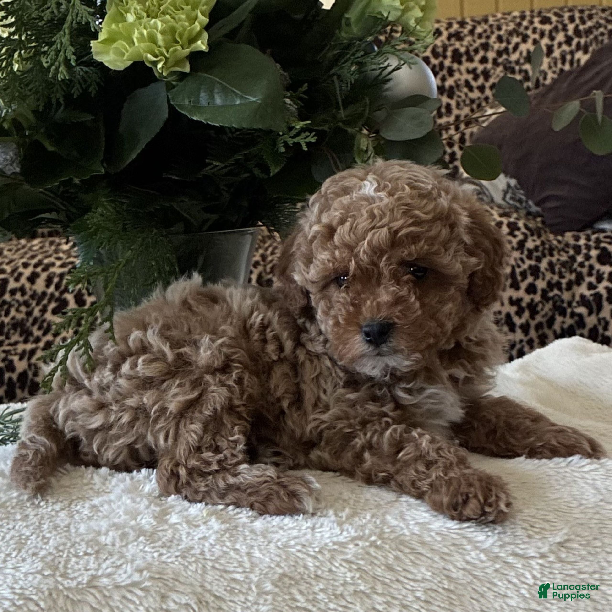 Toy Poodle dogs Ruby  - Ad 34