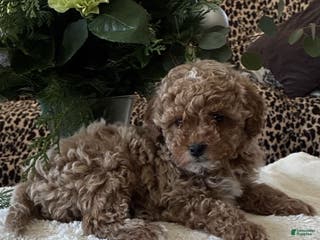 Toy Poodle dogs Ruby - Ad 34