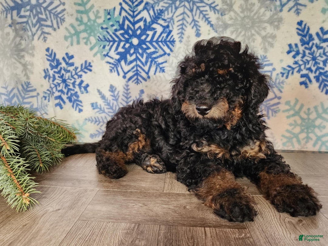 Mini Bernedoodle dogs for sale: Klaus - Ad 2