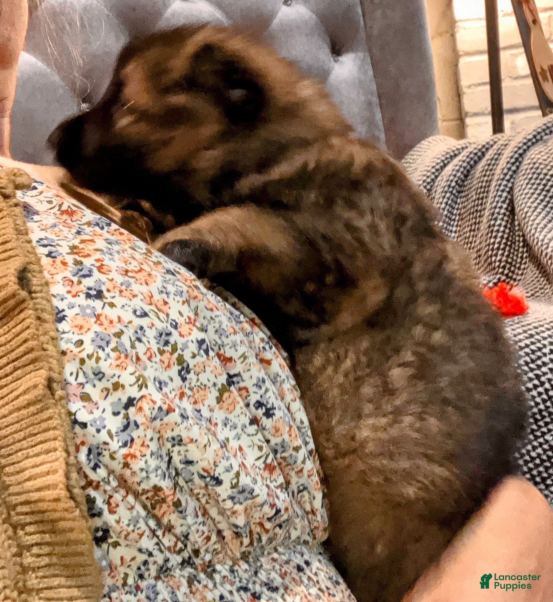 German Shepherd dogs ♥️BIG KING♥️ - Ad 16