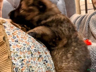 German Shepherd dogs ♥️BIG KING♥️ - Ad 4