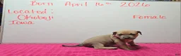 American Bully dogs for sale: American Bully Puppy 3 - Ad 3