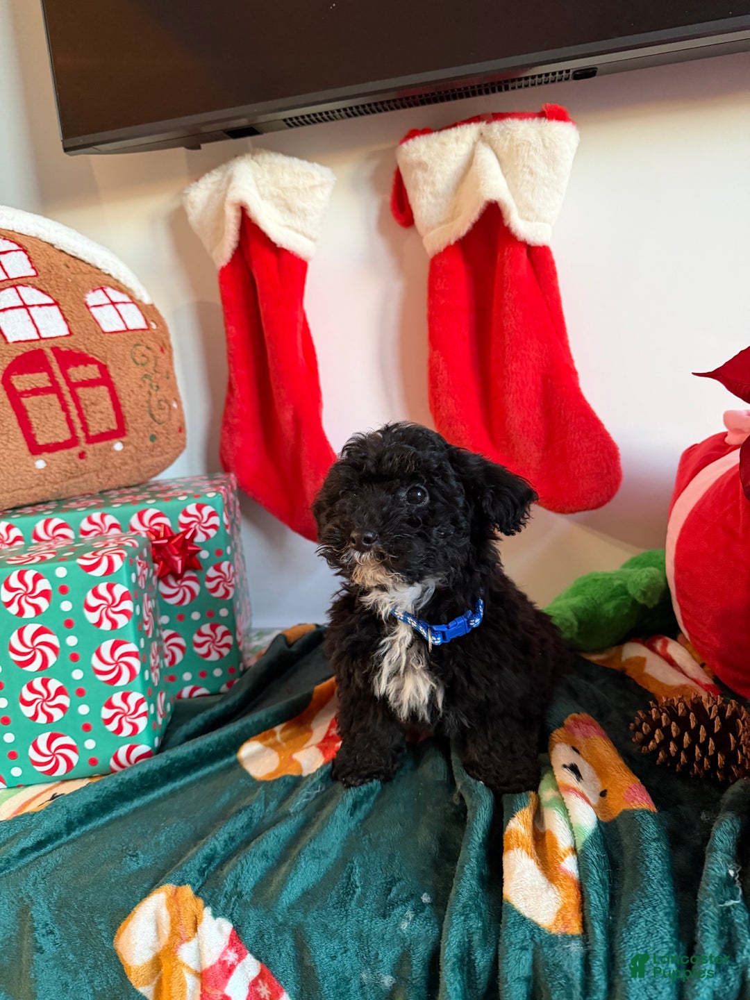 Toy Poodle dogs for sale: Billy - Ad 2
