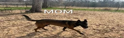 Belgian Malinois dogs for sale: Echo (orange collar) - Ad 3