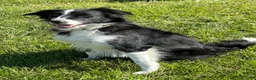 Border Collie dogs for sale: Georgia - Ad 7