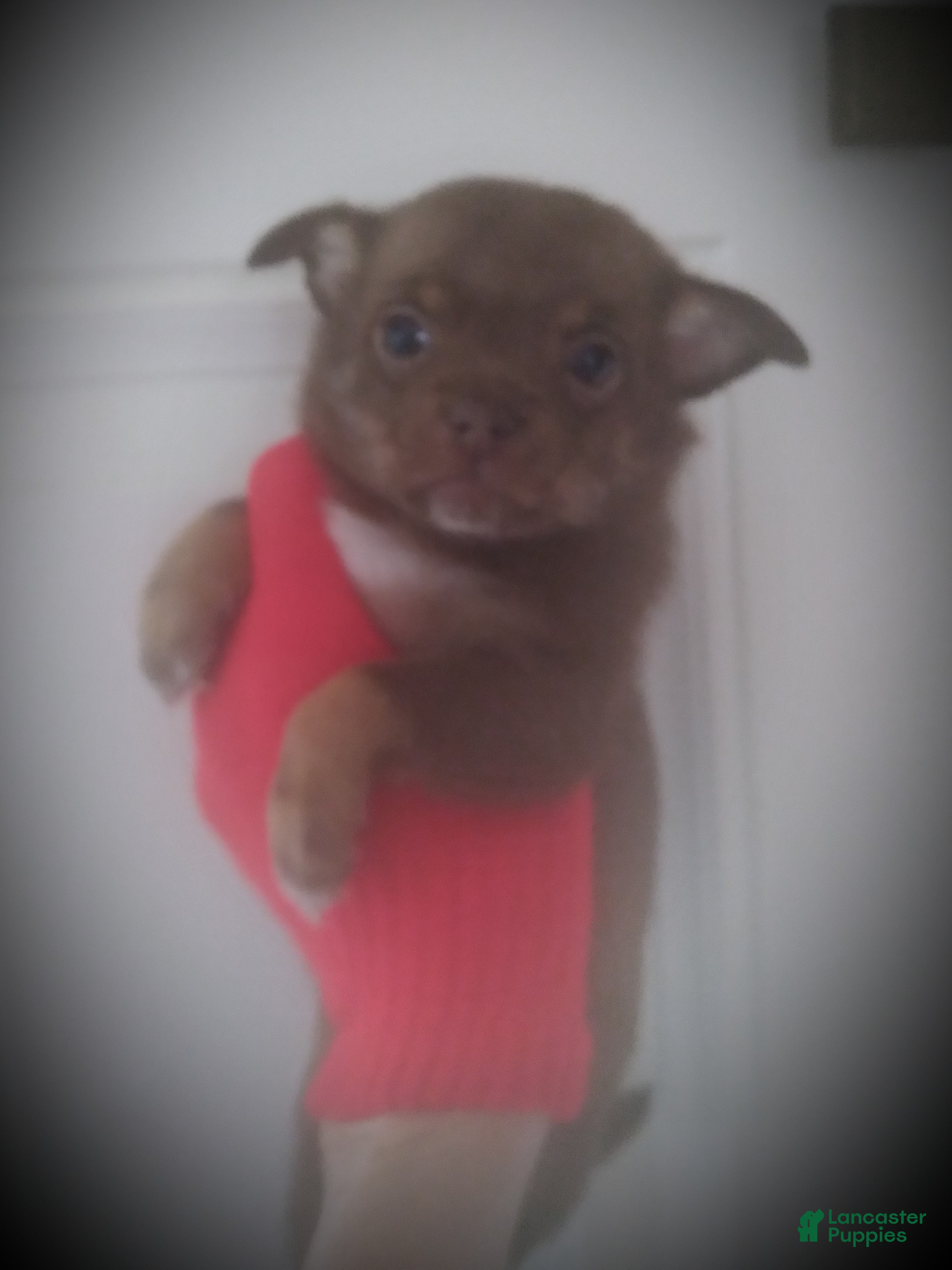 Chihuahua dogs Choco - Ad 11