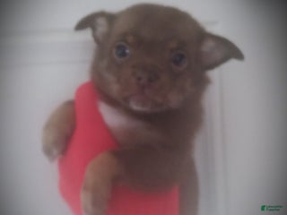 Chihuahua dogs Choco - Ad 11