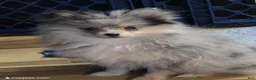 Pomeranian dogs for sale: Akc batgirl  - Ad 4