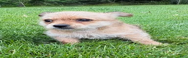 Chorkie 1