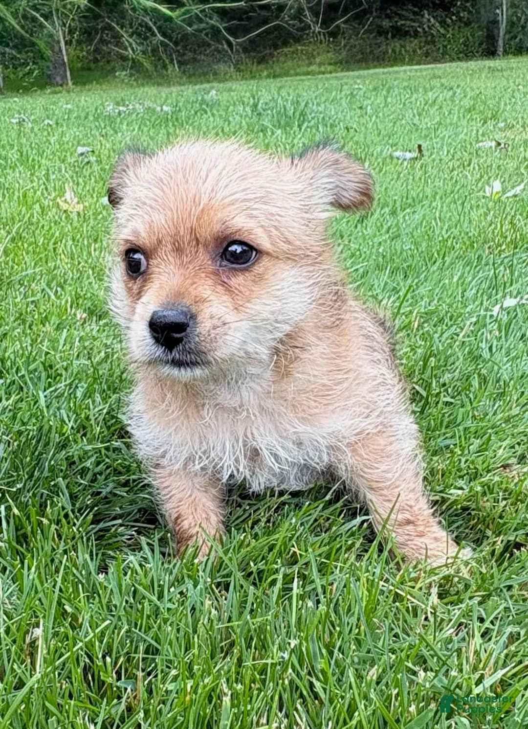 Chorkie dogs for sale: Chorkie 1 - Ad 1