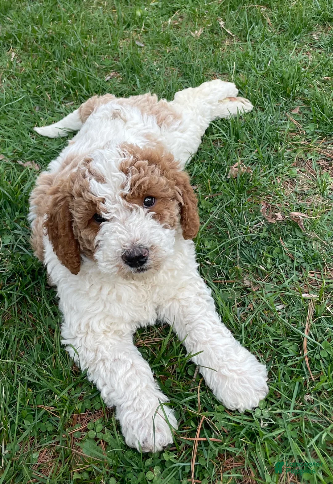 Labradoodle dogs for sale: Daisy  - Ad 1