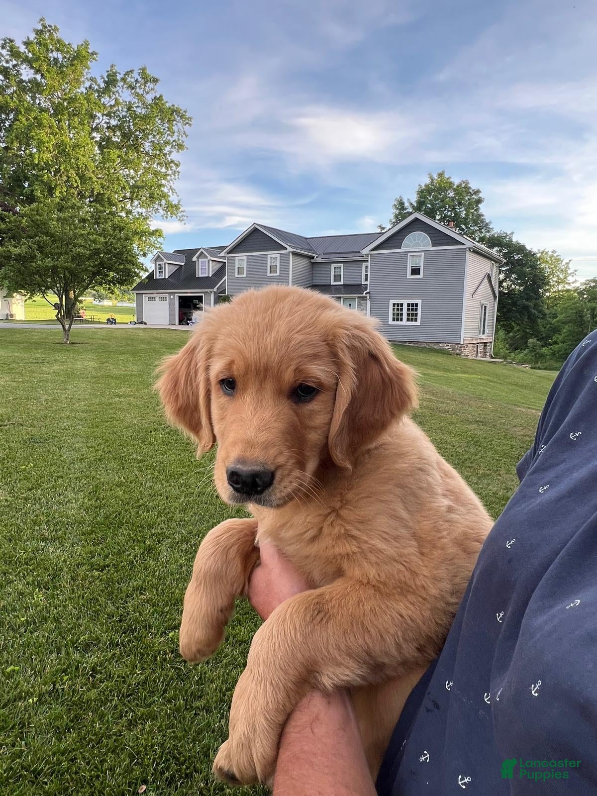 Golden Retriever dogs Chase - Ad 1