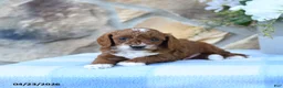Cavapoo dogs for sale: Maple   - Ad 10