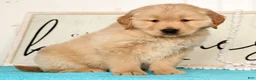 Golden Retriever dogs for sale: Ranger - Ad 6