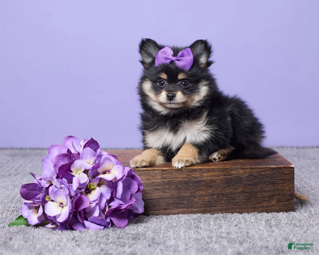 Pomeranian dogs for sale: Kayla - Ad 1