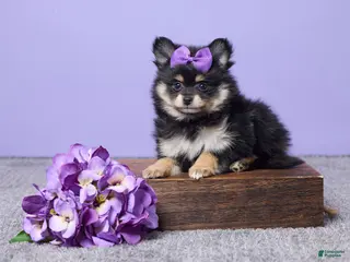 Pomeranian dogs Kayla - Ad 41