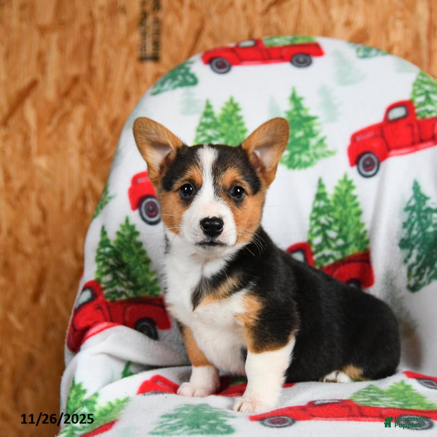 Welsh Corgi Pembroke dogs Kisses - Ad 2