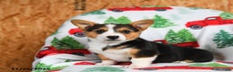 Welsh Corgi Pembroke dogs for sale: Kisses - Ad 1