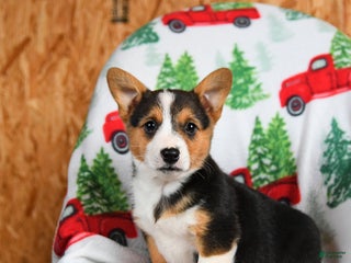 Welsh Corgi Pembroke dogs Kisses - Ad 33