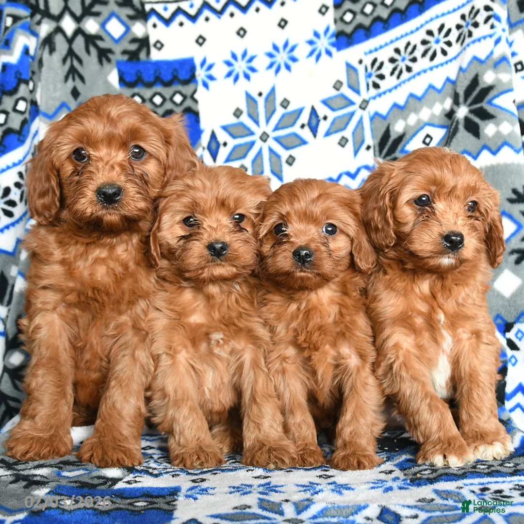 Cavapoo dogs for sale: Buttons - Ad 5