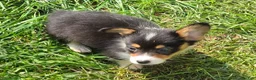 Welsh Corgi Pembroke dogs for sale: Brea  - Ad 14